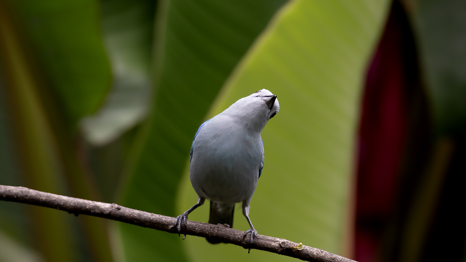 Blue-gray Tanager